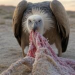 Awaken Your Inner Vulture Investor To Survive And Thrive